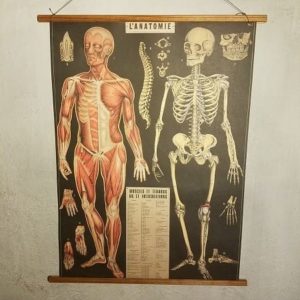 affiche-pedagogique-cavallini-anatomie-squelette