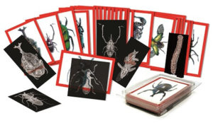 radiographie-insectes-education-sciences