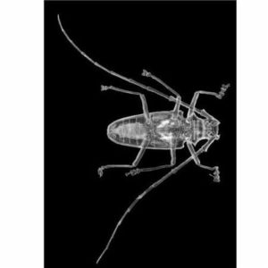 radiographie-xrays-insectes-roylco