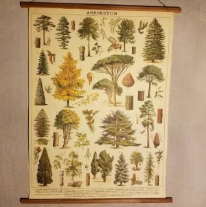 affiche-pedagogique-cavallini-arbres-homeschooling-vintage-montessori-naturalisme