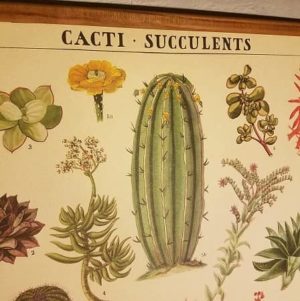 affiche-pedagogique-cavallini-cactus-succulentes-homeschooling-botanique