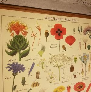affiche-pedagogique-cavallini-fleurs-sauvages-wildflowers-naturalisme-ief