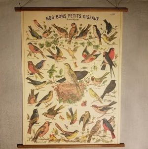 affiche-pedagogique-cavallini-nos-bons-oiseaux-naturalisme-homeschooling-vintage
