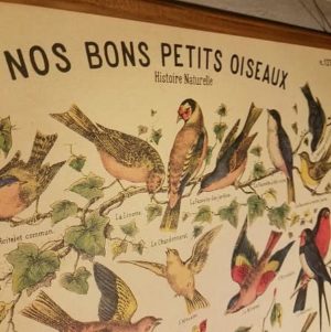 affiche-pedagogique-cavallini-nos-bons-oiseaux-naturalisme-homeschooling-waldorf