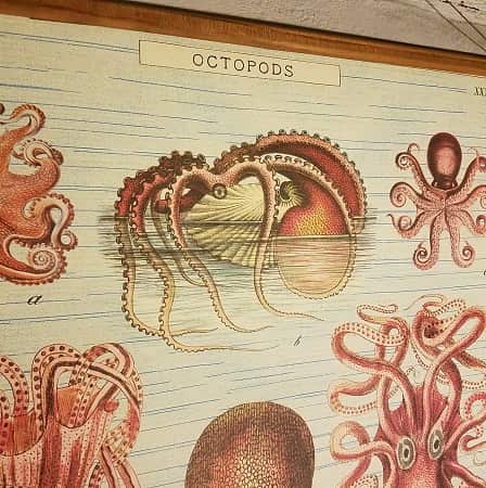 affiche-pedagogique-cavallini-octopods-naturalisme-homeschooling-vintage