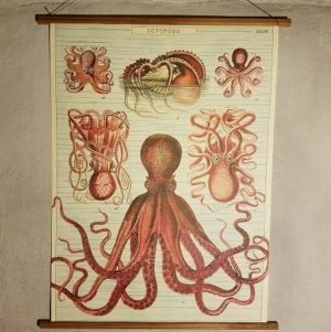 affiche-pedagogique-cavallini-octopods-poulpe- naturalisme-homeschooling