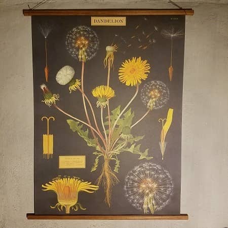affiche-pedagogique-cavallini-pissenlit-dandelion-naturalisme-homeschooling-vintage