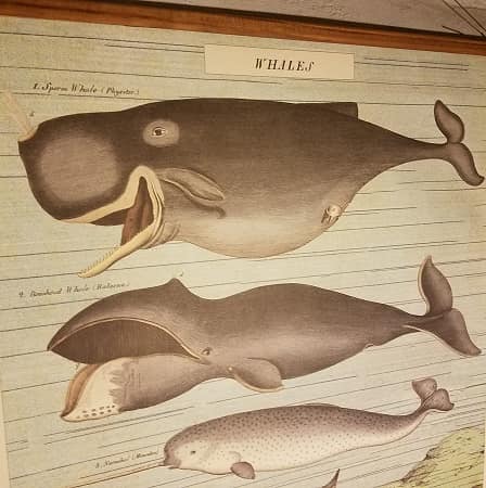 affiche-pedagogique-cavallini-whales-baleines-naturalisme-enfant