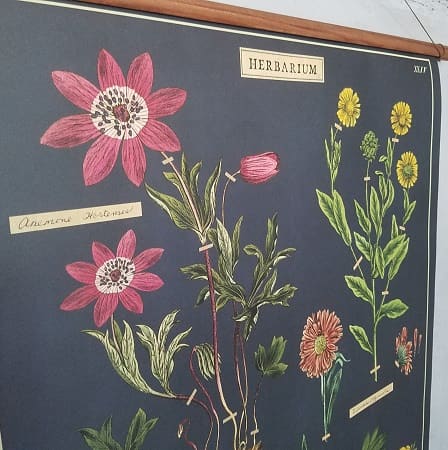 affiche-pedagogique-cavallini-herbarium-naturalisme-herbier