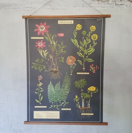 affiche-pedagogique-cavallini-herbarium-naturalisme-homeschooling