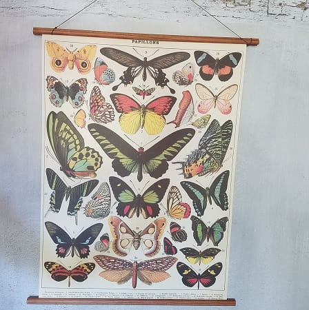 affiche-pedagogique-cavallini-papillons-naturalisme-ief