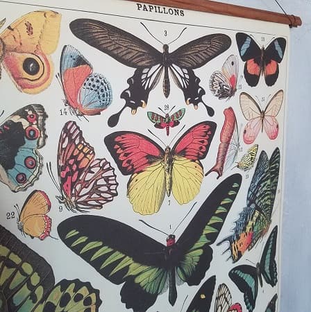 affiche-pedagogique-cavallini-papillons-naturalisme