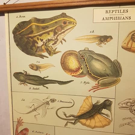 affiche-pedagogique-cavallini-reptiles-amphibiens-science-naturalisme