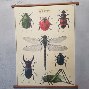 affiche-pedagogique-cavallini-insecte-ief-decoration-enfant