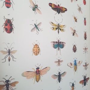 affiche-pedagogique-cavallini-insectes-histoire-naturelle-homeschooling-vintage