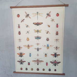 affiche-pedagogique-cavallini-insectes-histoire-naturelle-homeschooling-vintage-collection-enfant
