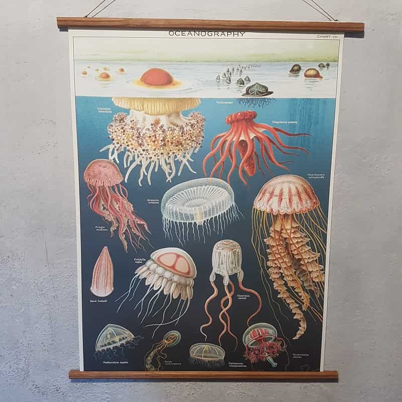 affiche-cavallini-oceanography