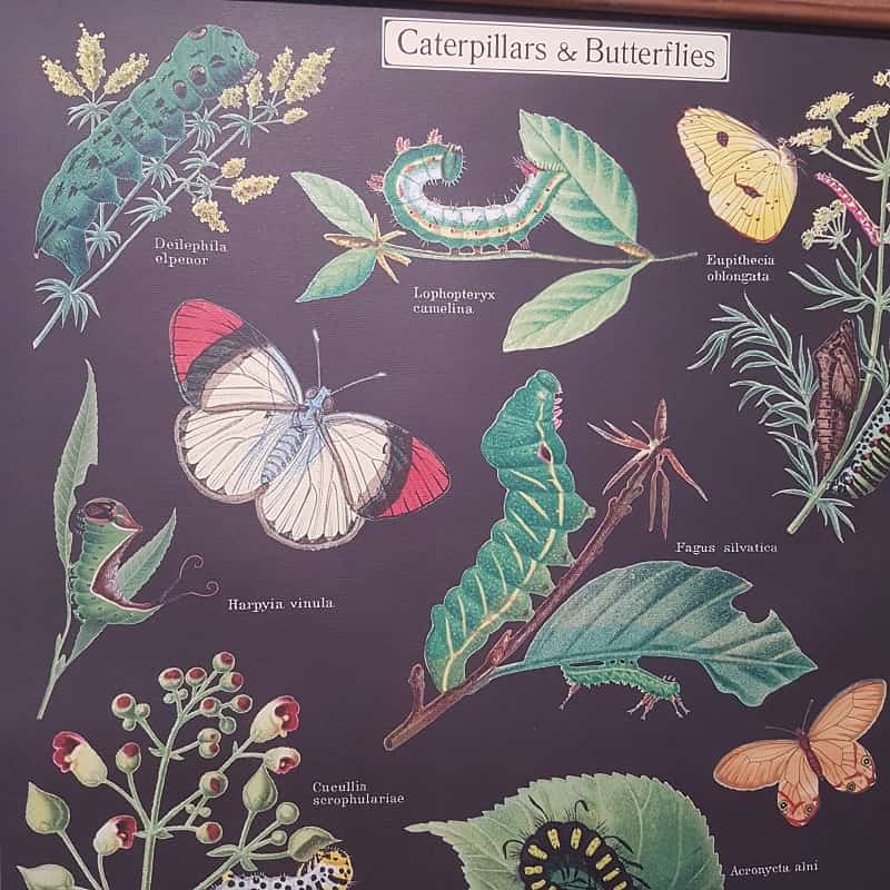 affiche-cavallini-flora-chart-caterpillar