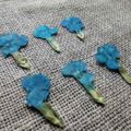 fleur-sechee-pressee-dianthus-chinois-bleu-craft-diy-nature