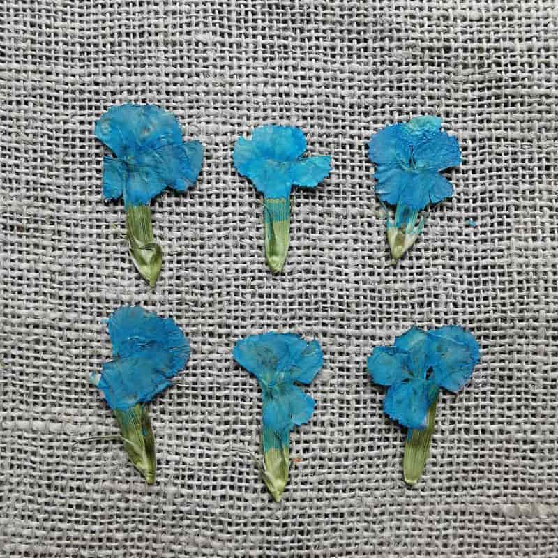 fleur-sechee-pressee-dianthus-chinois-bleu-craft-diy