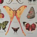 affiche-cavallini-papillon-decoration-vintage